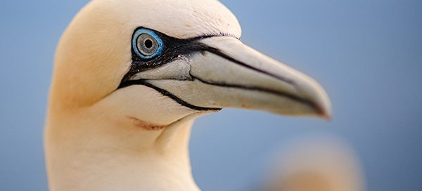 Helgoland
